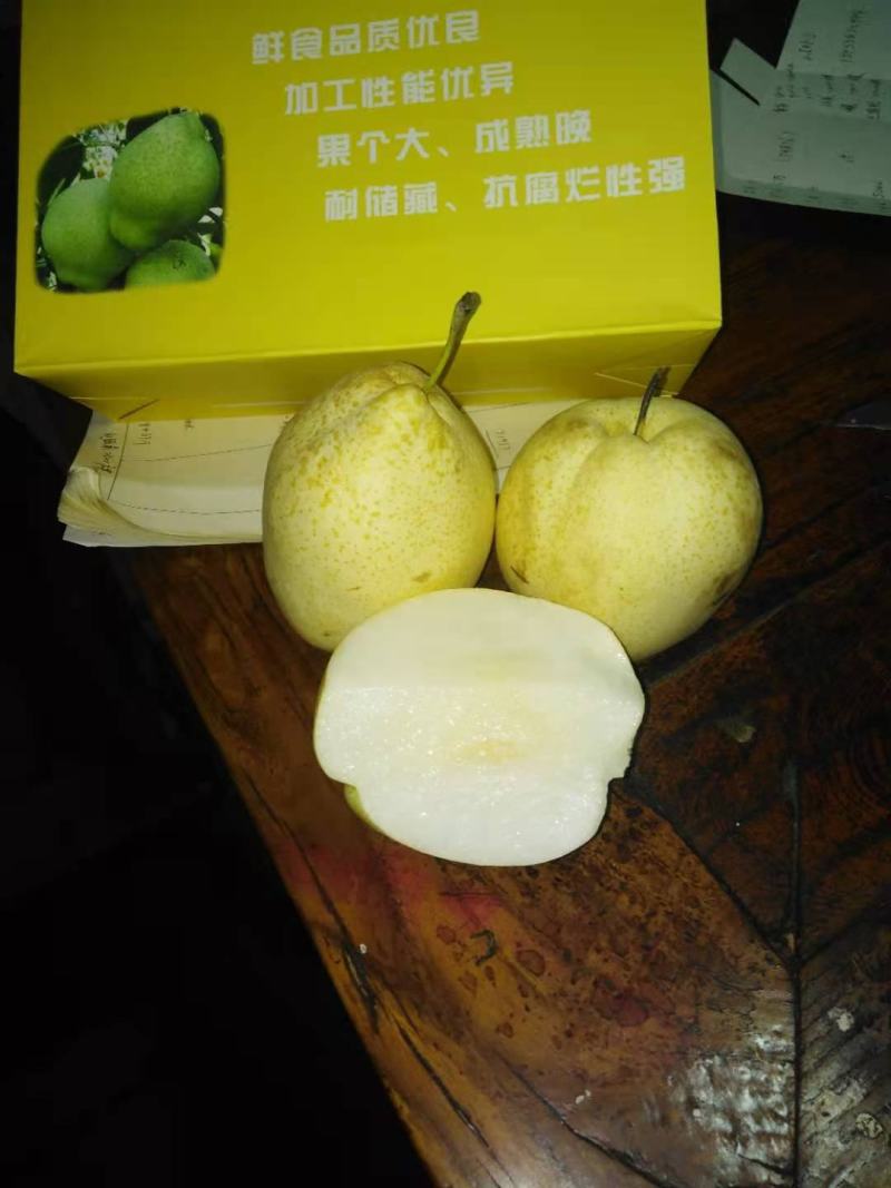 油蟠5油蟠7油蟠9蟠桃苗现挖直发，包邮
