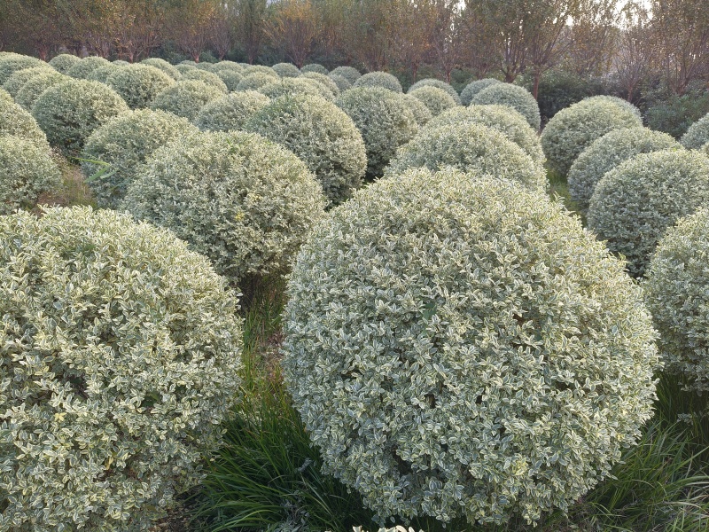 银姬小蜡球冠幅:1.2m、1.5m，基地有量，欢迎订购。