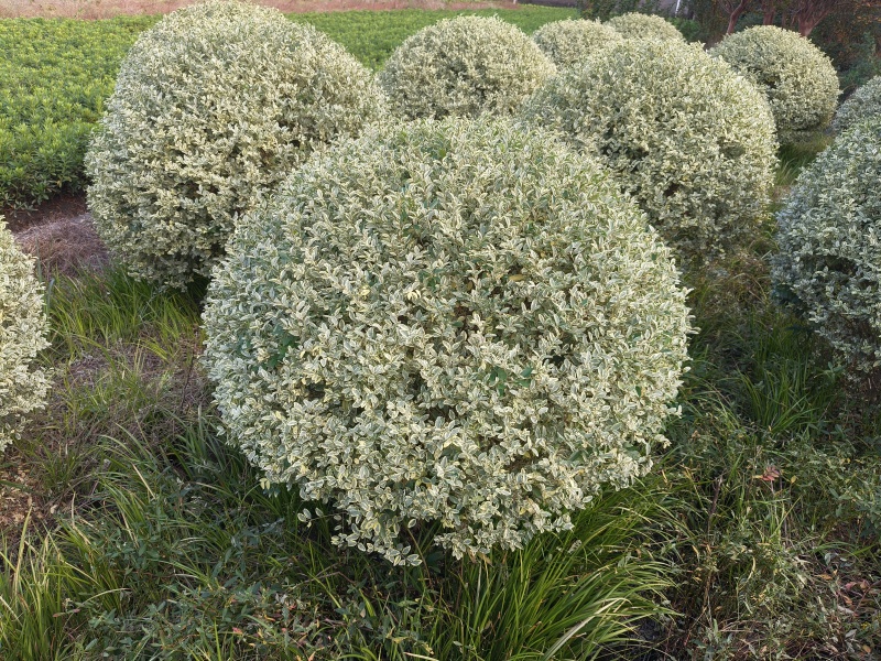 银姬小蜡球冠幅:1.2m、1.5m，基地有量，欢迎订购。