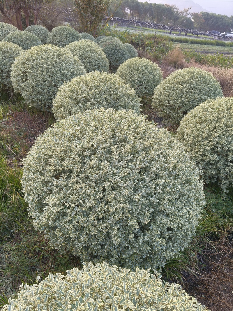 银姬小蜡球冠幅:1.2m、1.5m，基地有量，欢迎订购。