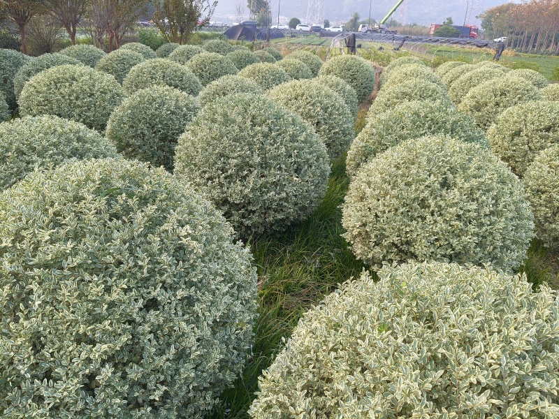 银姬小蜡球冠幅:1.2m、1.5m，基地有量，欢迎订购。