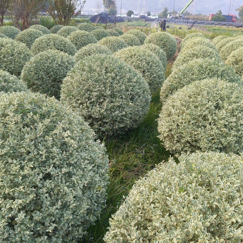 银姬小蜡球冠幅:1.2m、1.5m，基地有量，欢迎订购。