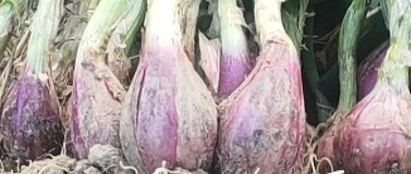 正宗广东红葱新鲜光葱代办供应链商价格面议（页面参考价）
