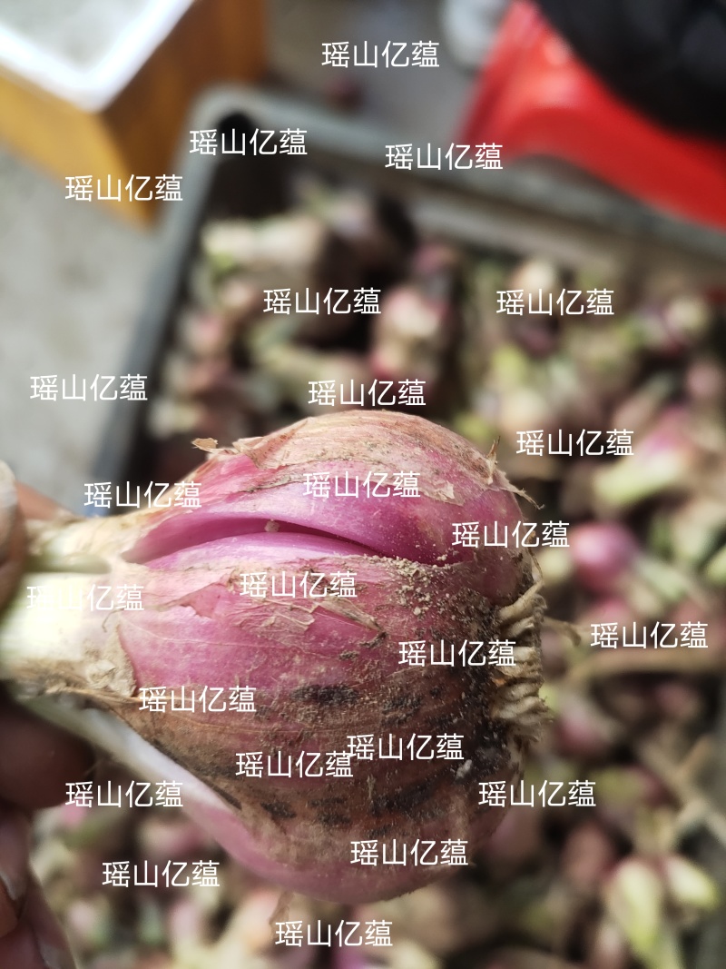 正宗广东红葱新鲜光葱代办供应链商价格面议（页面参考价）