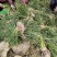 正宗广东红葱新鲜光葱代办供应链商价格面议（页面参考价）