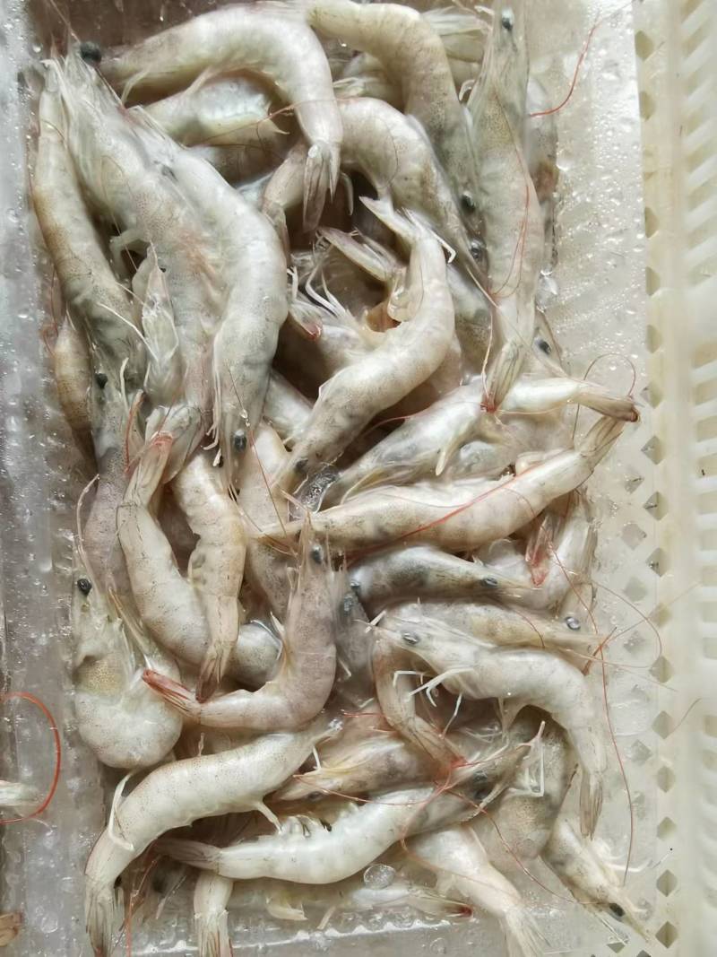 小海虾