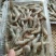 小海虾