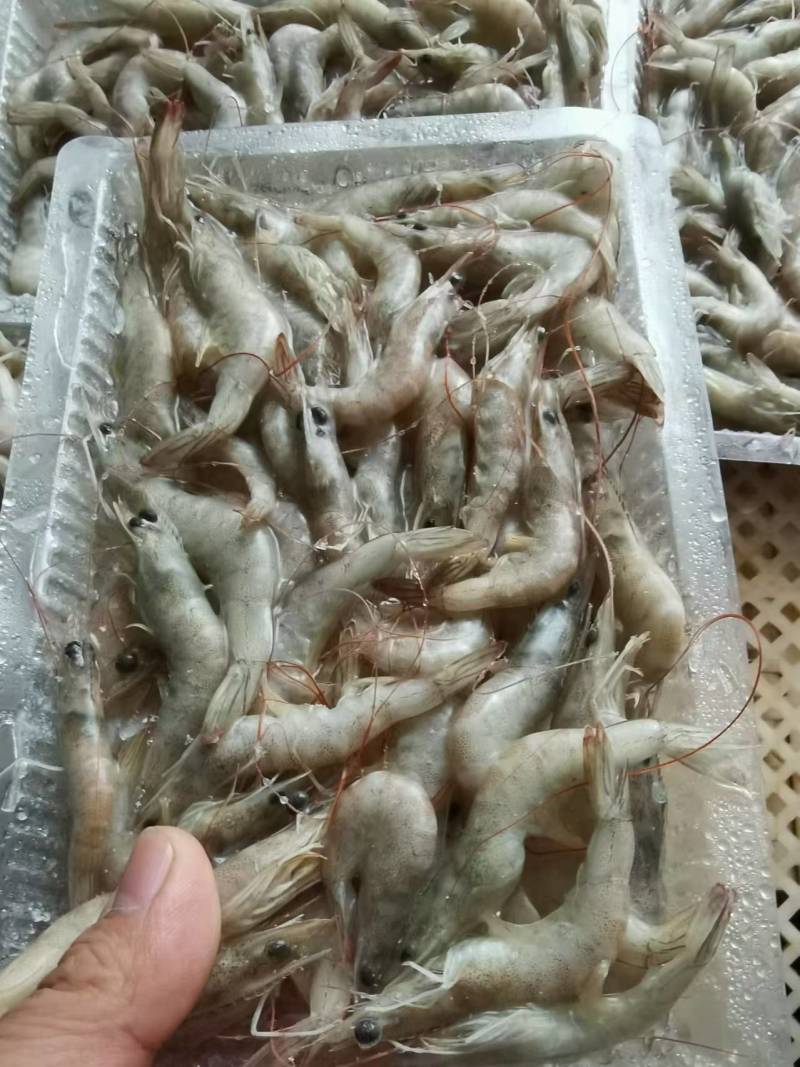 小海虾