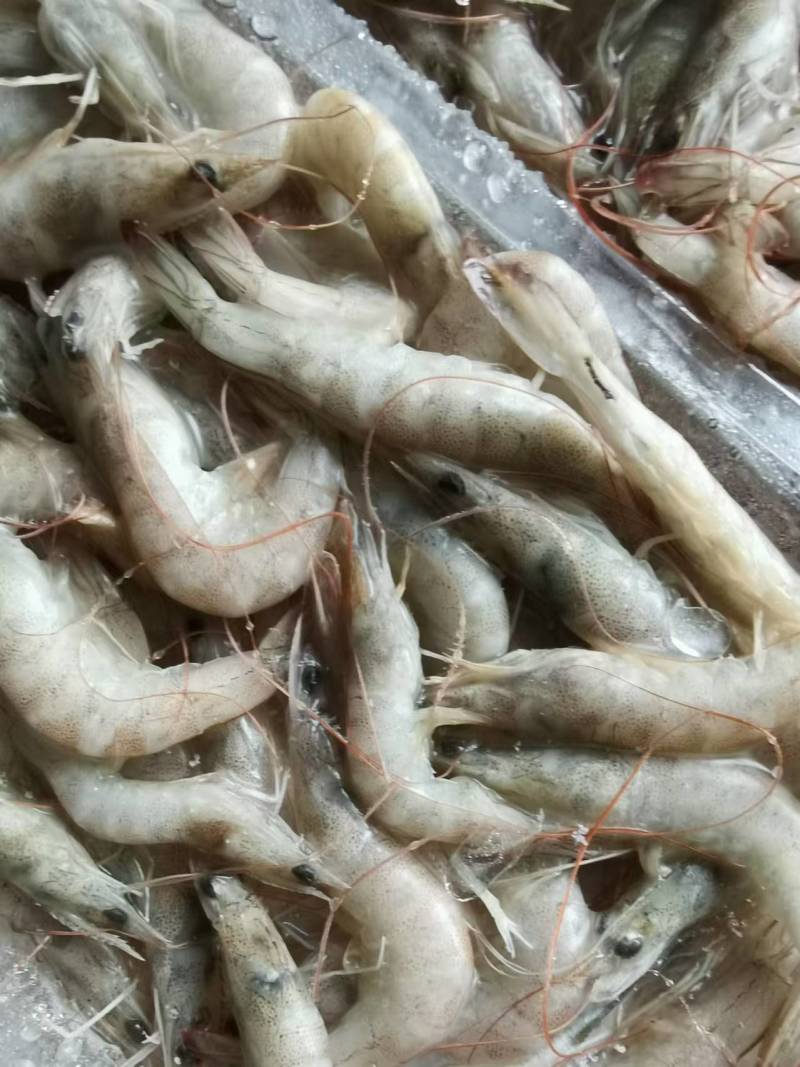 小海虾