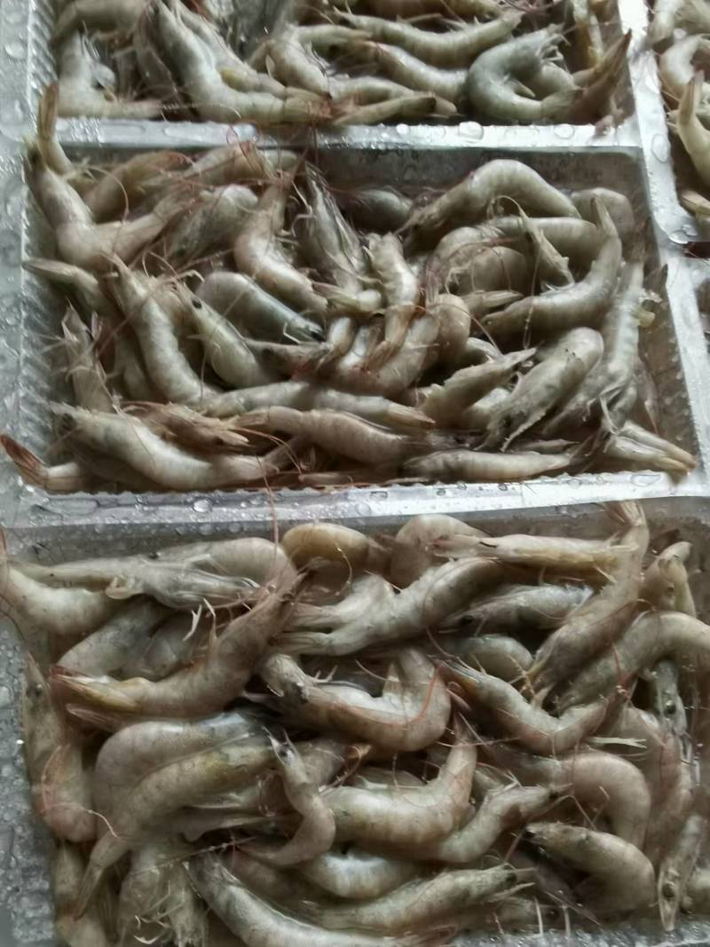 小海虾