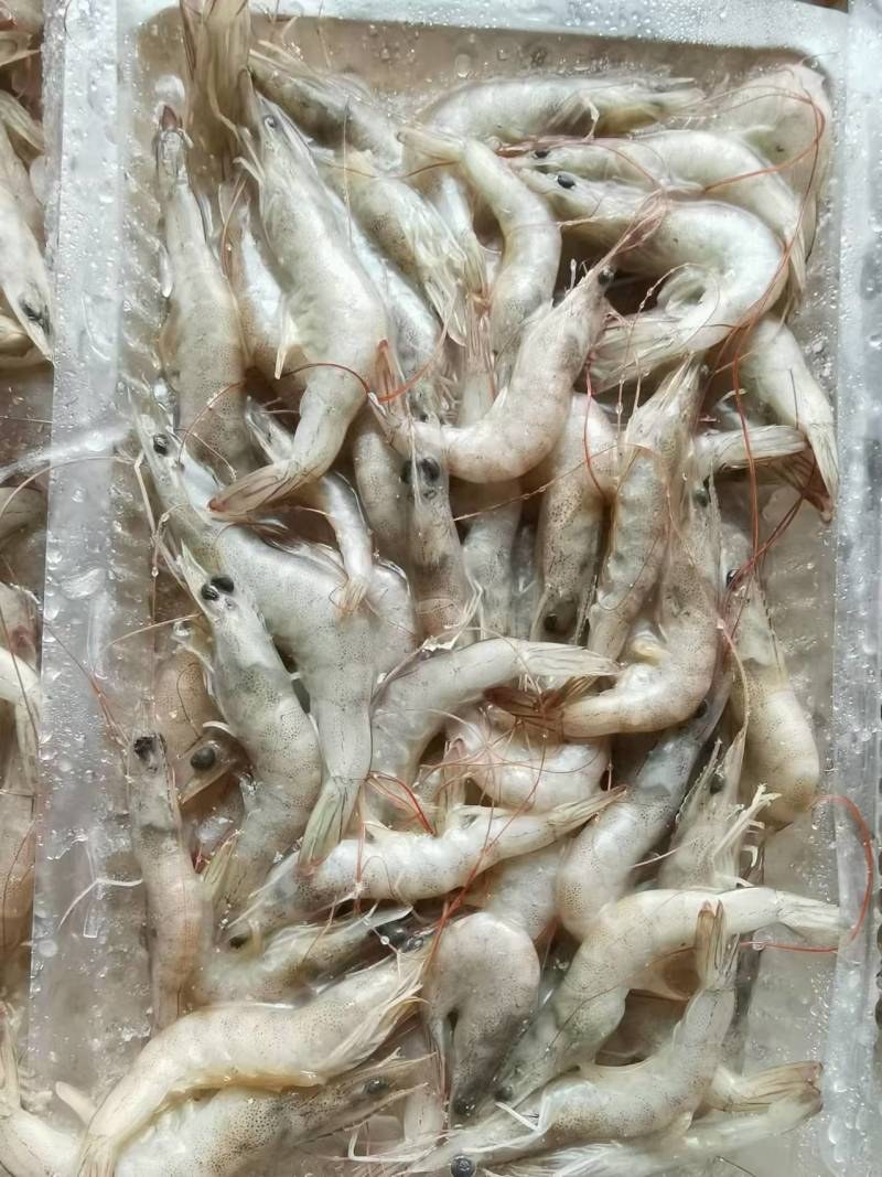 小海虾