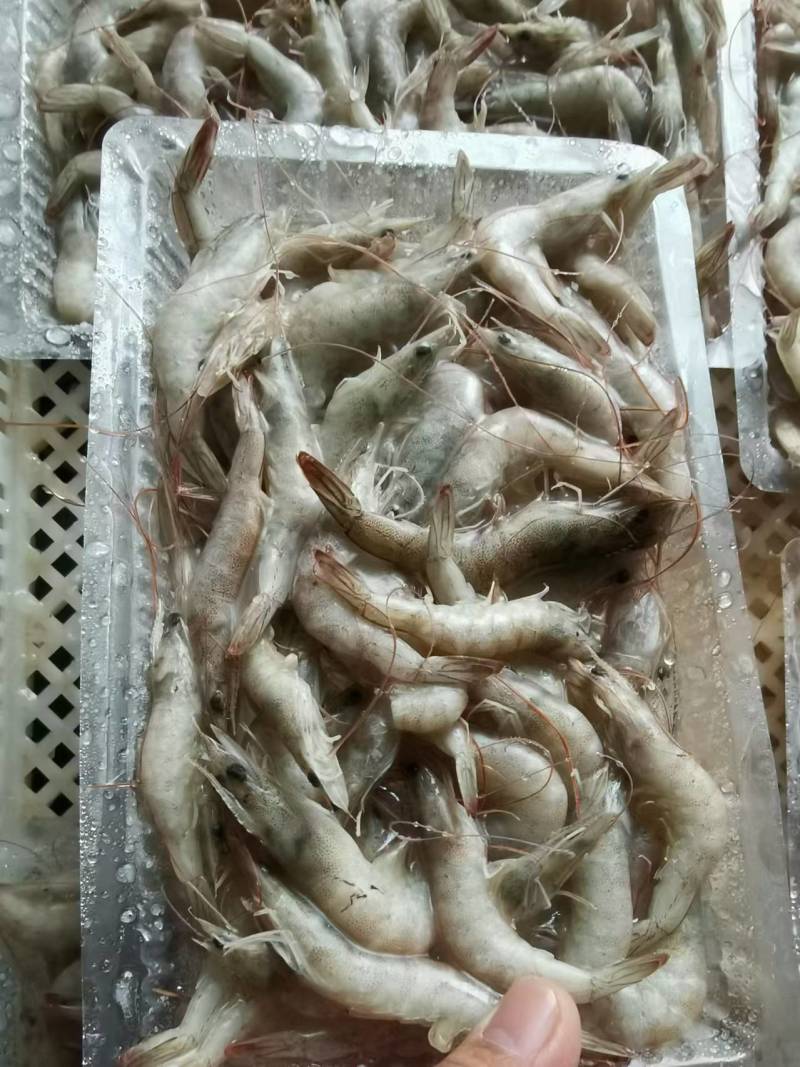 小海虾