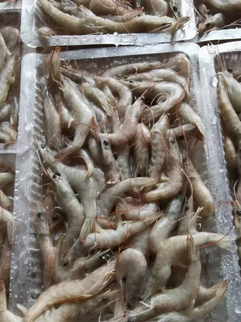 小海虾