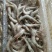 小海虾
