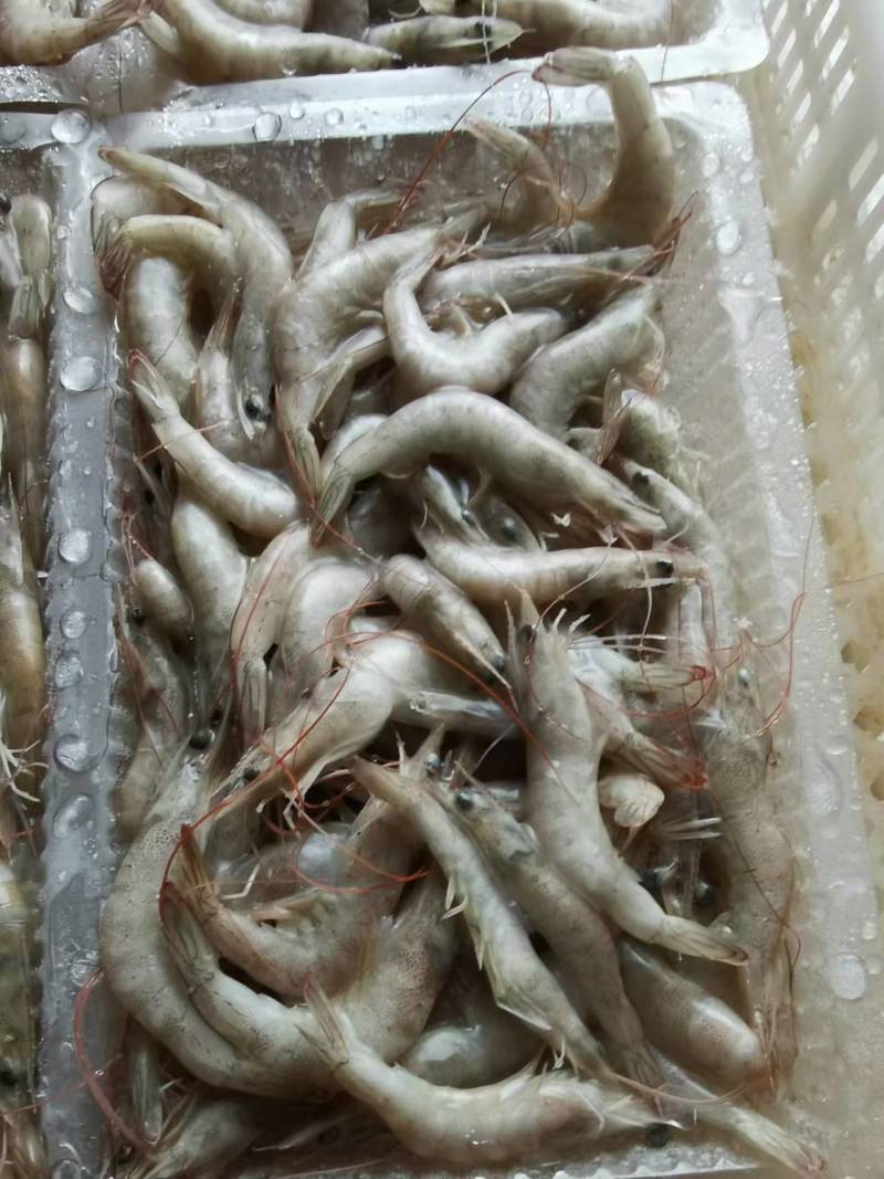 小海虾