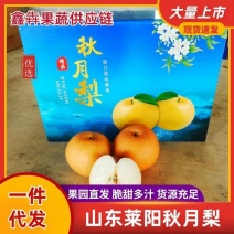 【电商代发】山东莱精品冰糖秋月梨细腻无渣产地直发一件代发