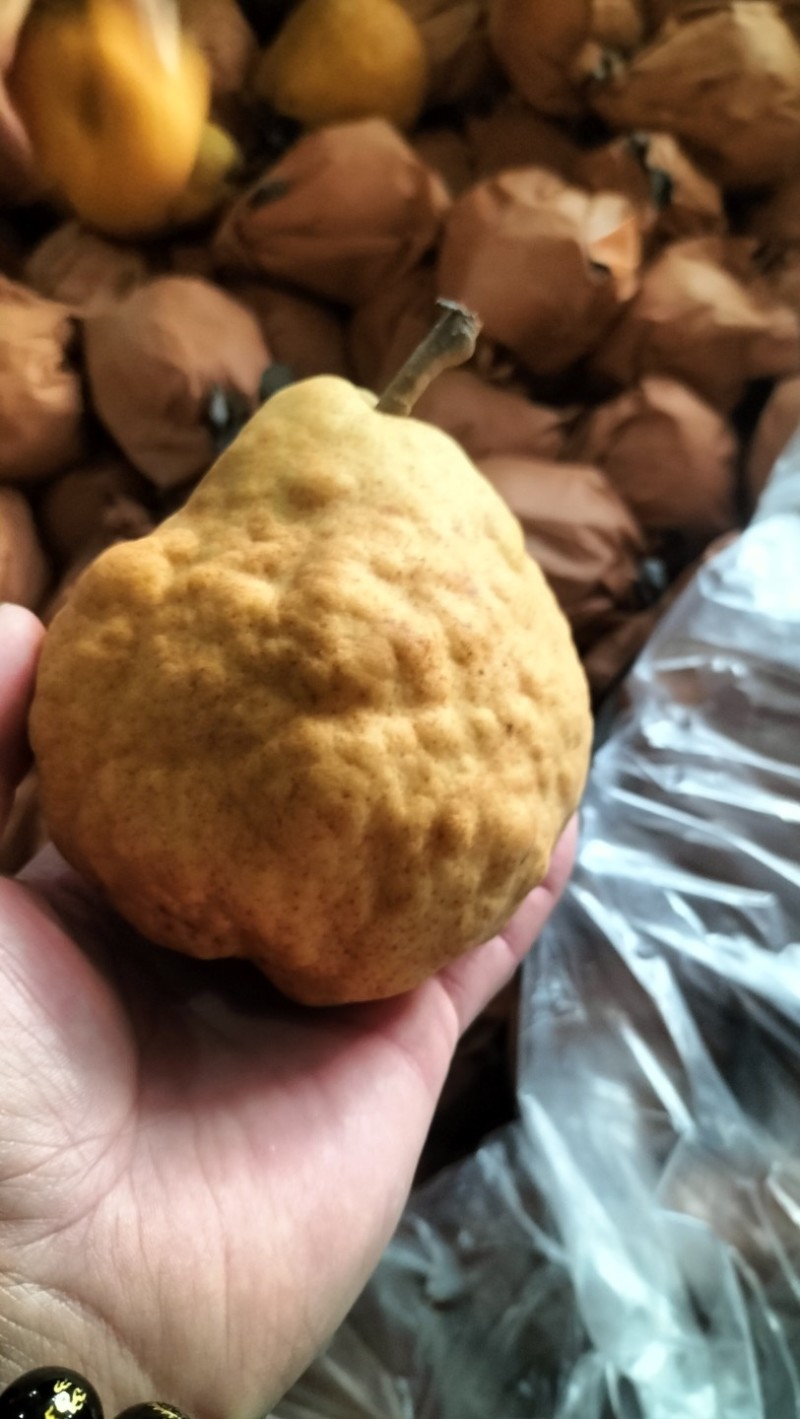 莱阳蜜香丑梨佛手梨硬软两吃软糯香甜太婆梨