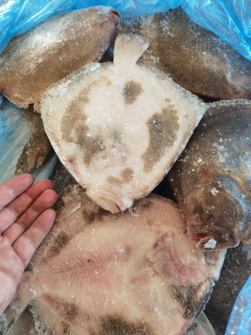 多宝鱼