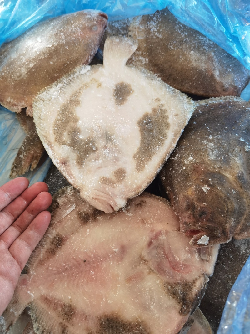 多宝鱼