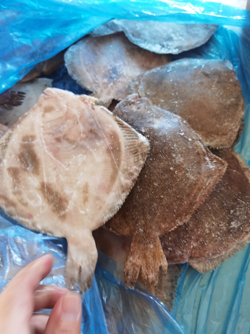 多宝鱼