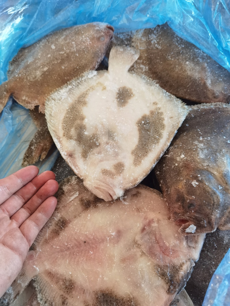 多宝鱼