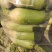 开封青，白萝卜大量上市包装齐全货源充足