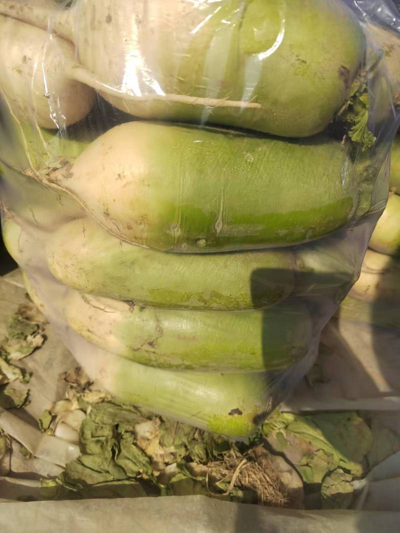 开封青，白萝卜大量上市包装齐全货源充足
