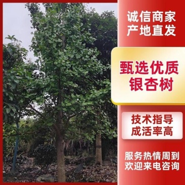 精品银杏树产地直销大量有货批发供应各种银杏树