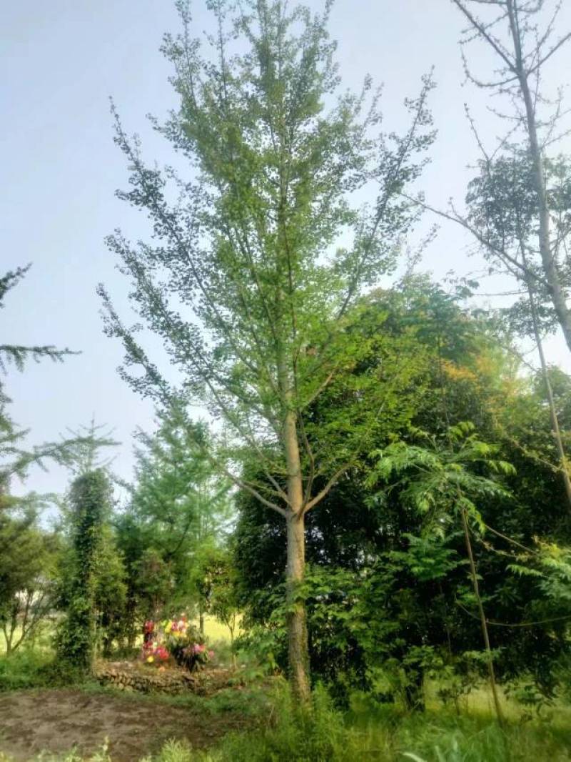 精品银杏树产地直销大量有货批发供应各种银杏树
