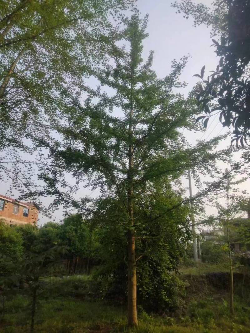 精品银杏树产地直销大量有货批发供应各种银杏树