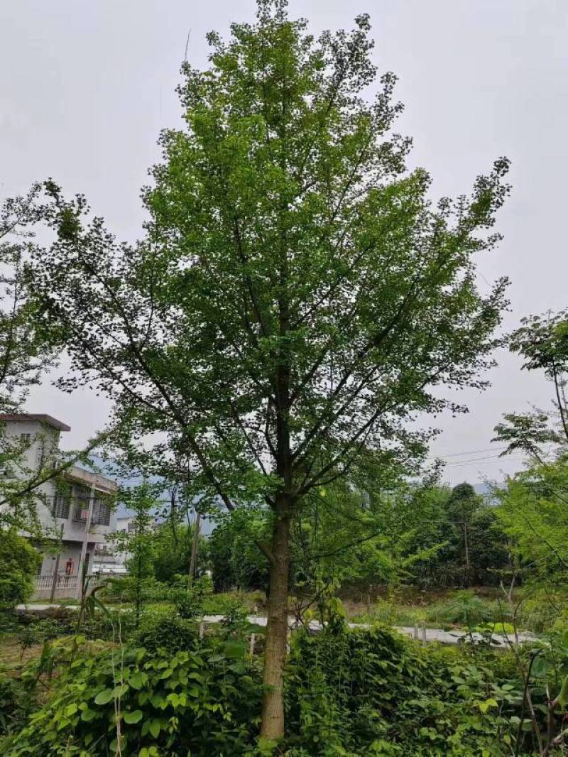 精品银杏树产地直销大量有货批发供应各种银杏树