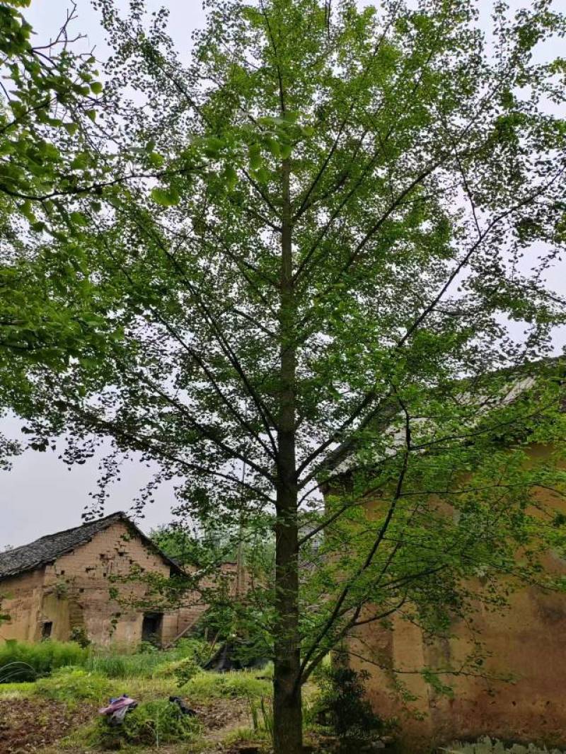 精品银杏树产地直销大量有货批发供应各种银杏树