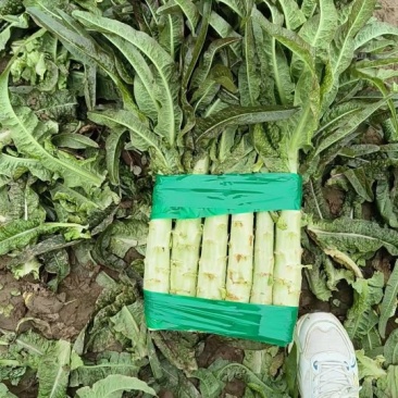 精品开封红叶莴笋大量上市货源充足品质保证