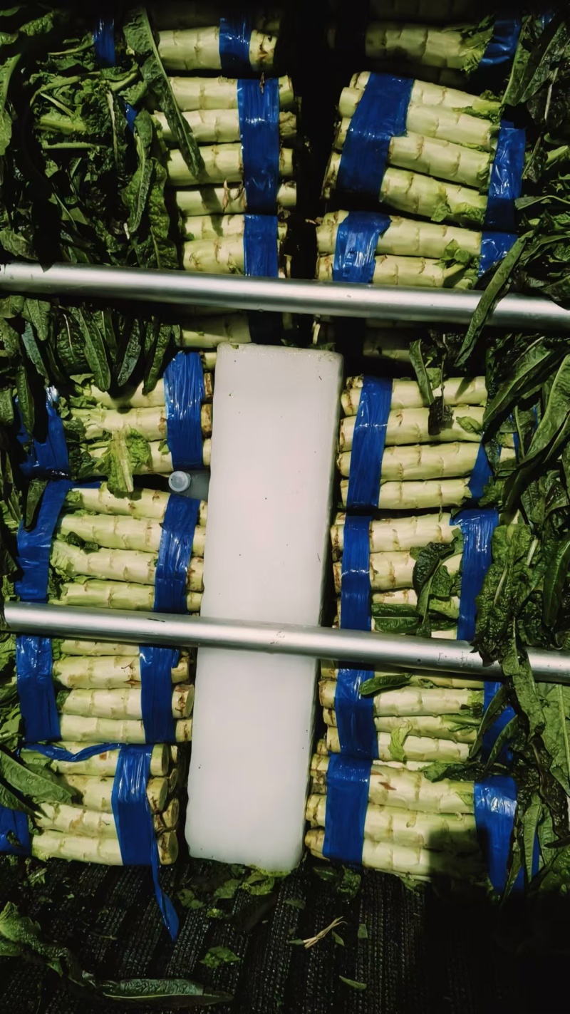精品开封红叶莴笋大量上市货源充足品质保证