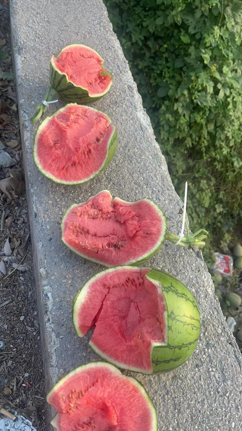 西瓜全美2k西瓜小吊瓜大量有货产地直销一手货源