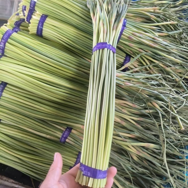 开封红帽蒜苔新鲜上市全国发货大量批发诚信经营