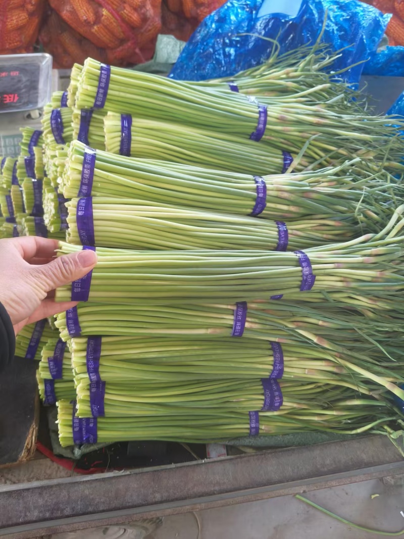 开封红帽蒜苔新鲜上市全国发货大量批发诚信经营