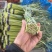 开封红帽蒜苔新鲜上市全国发货大量批发诚信经营