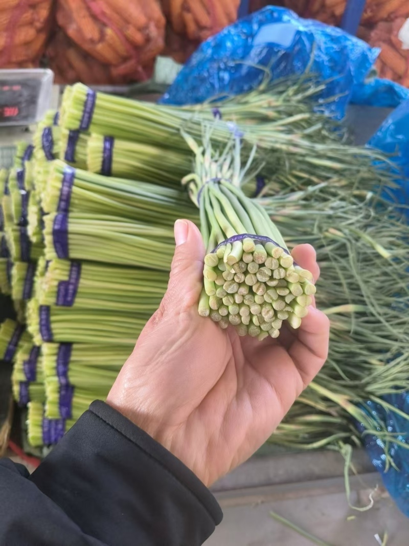 开封红帽蒜苔新鲜上市全国发货大量批发诚信经营