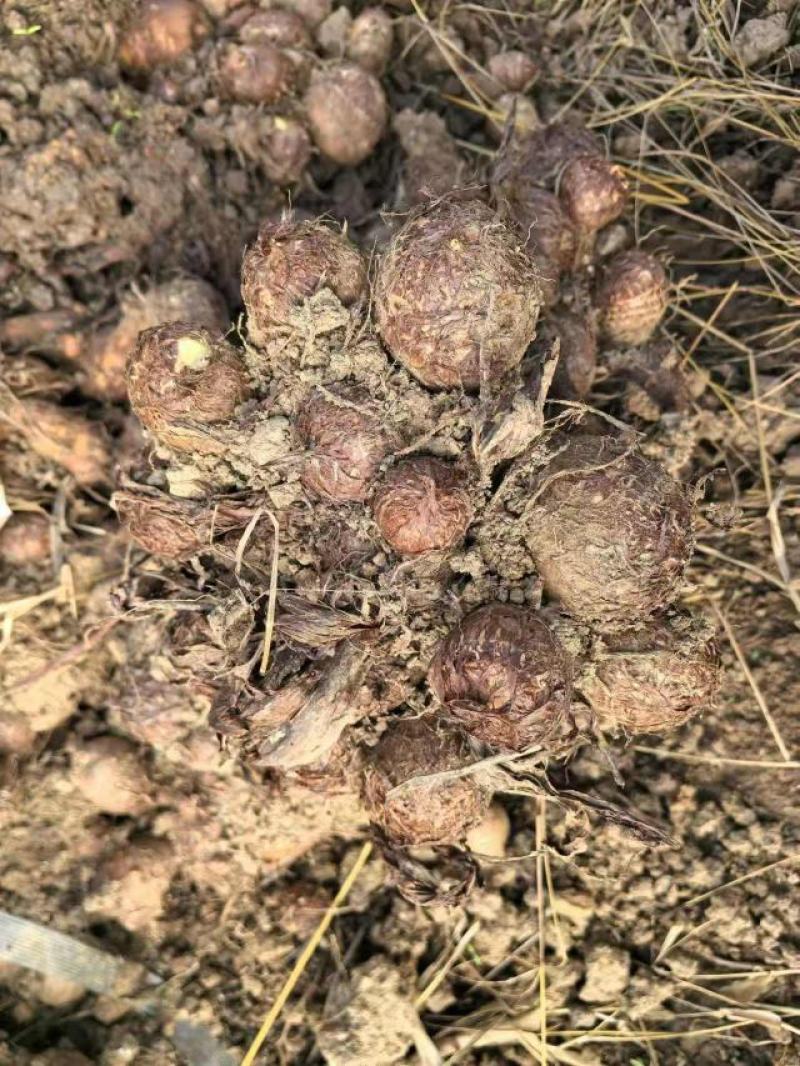 毛芋头芋头云南毛芋头产地货源价格实惠全国档口市场商超