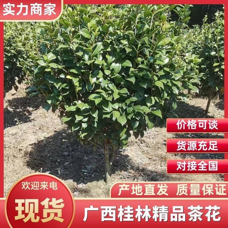 精品茶花树产地直发大量有货批发供应各种茶花