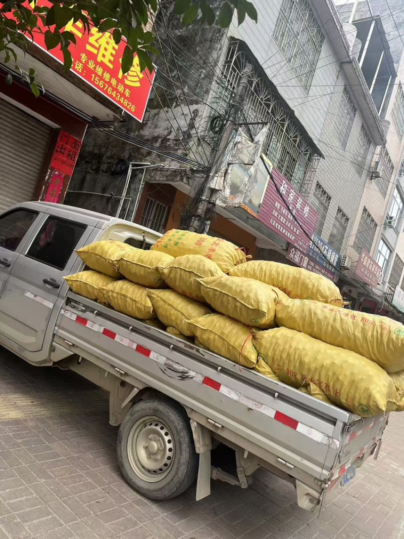 2024年广西贺州荸荠，品质保证，欢迎致电