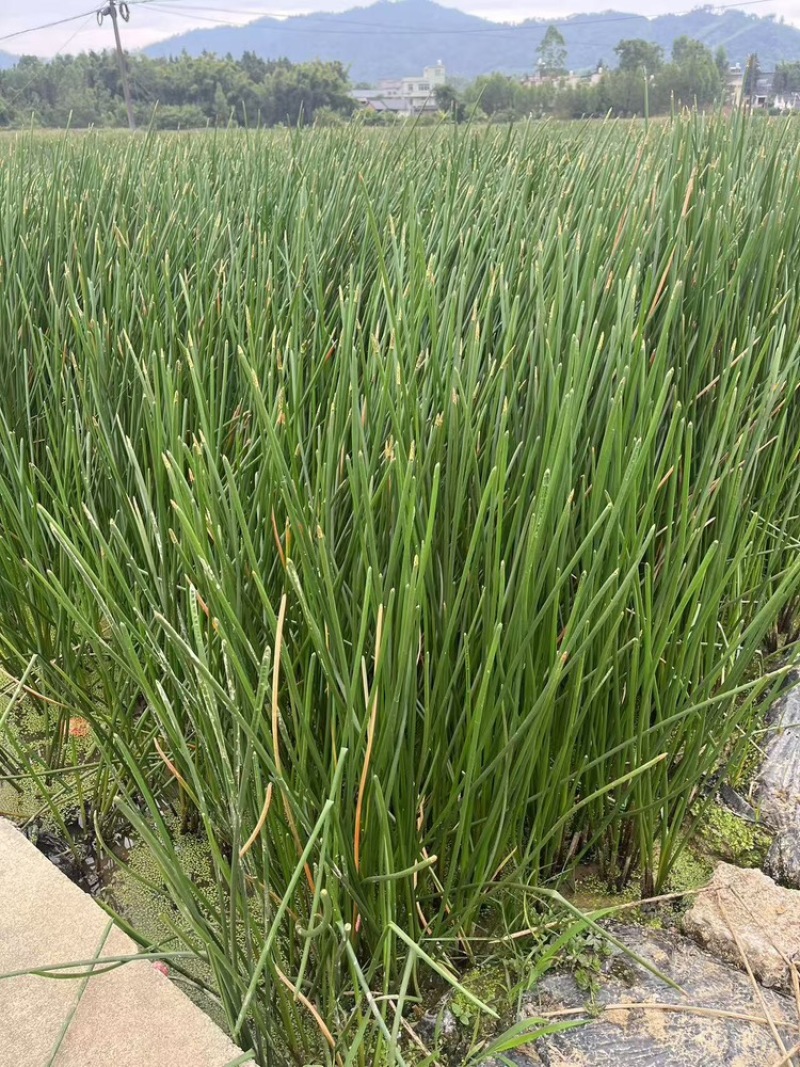 2024年广西贺州荸荠，品质保证，欢迎致电