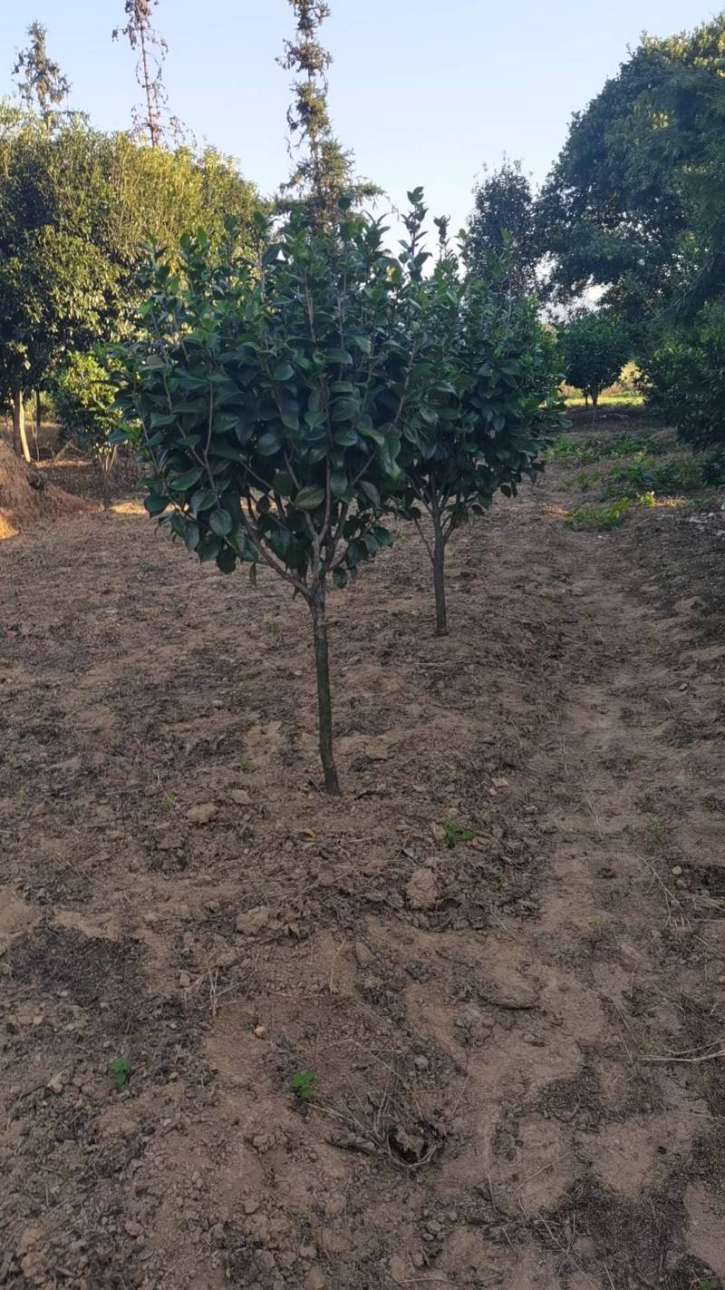 精品茶花树产地直发大量有货批发供应各种茶花