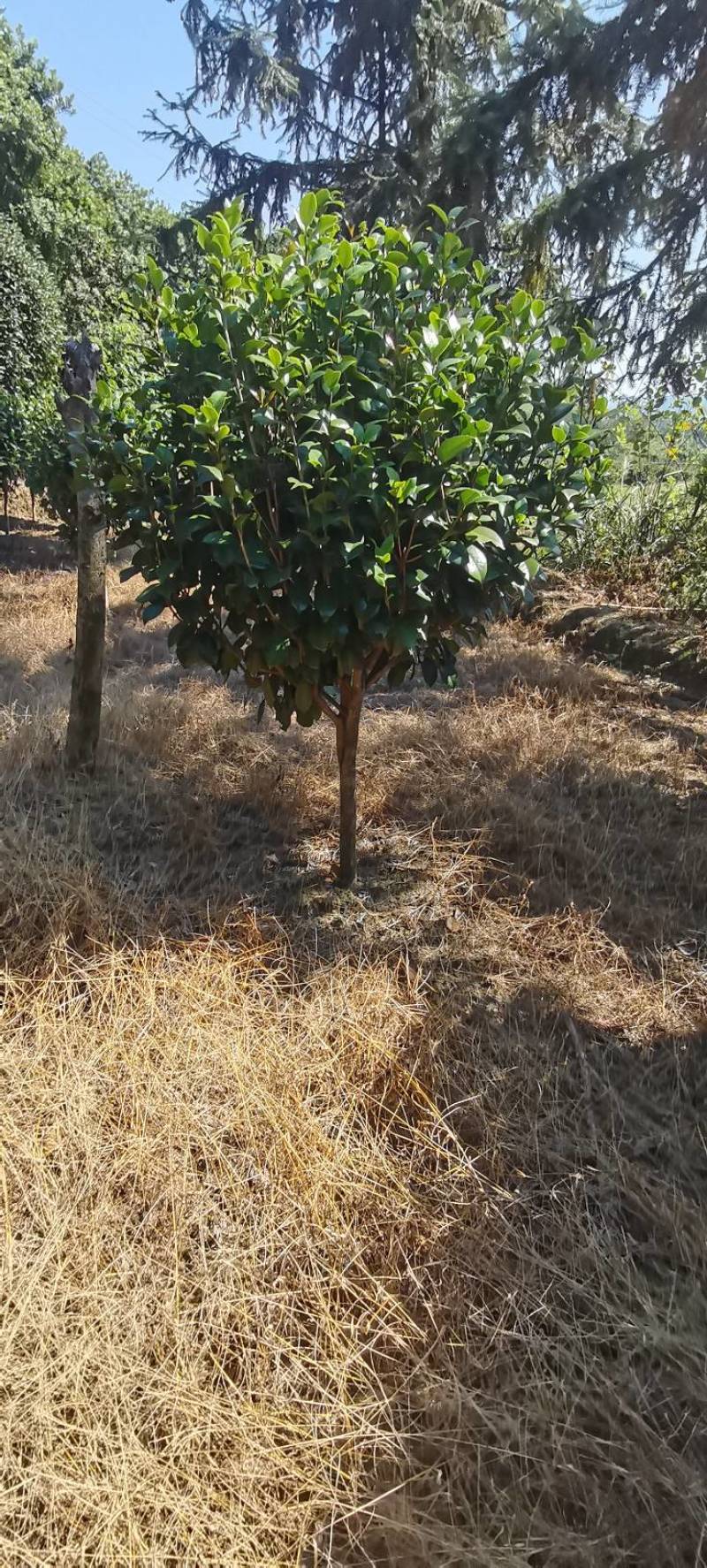 精品茶花树产地直发大量有货批发供应各种茶花