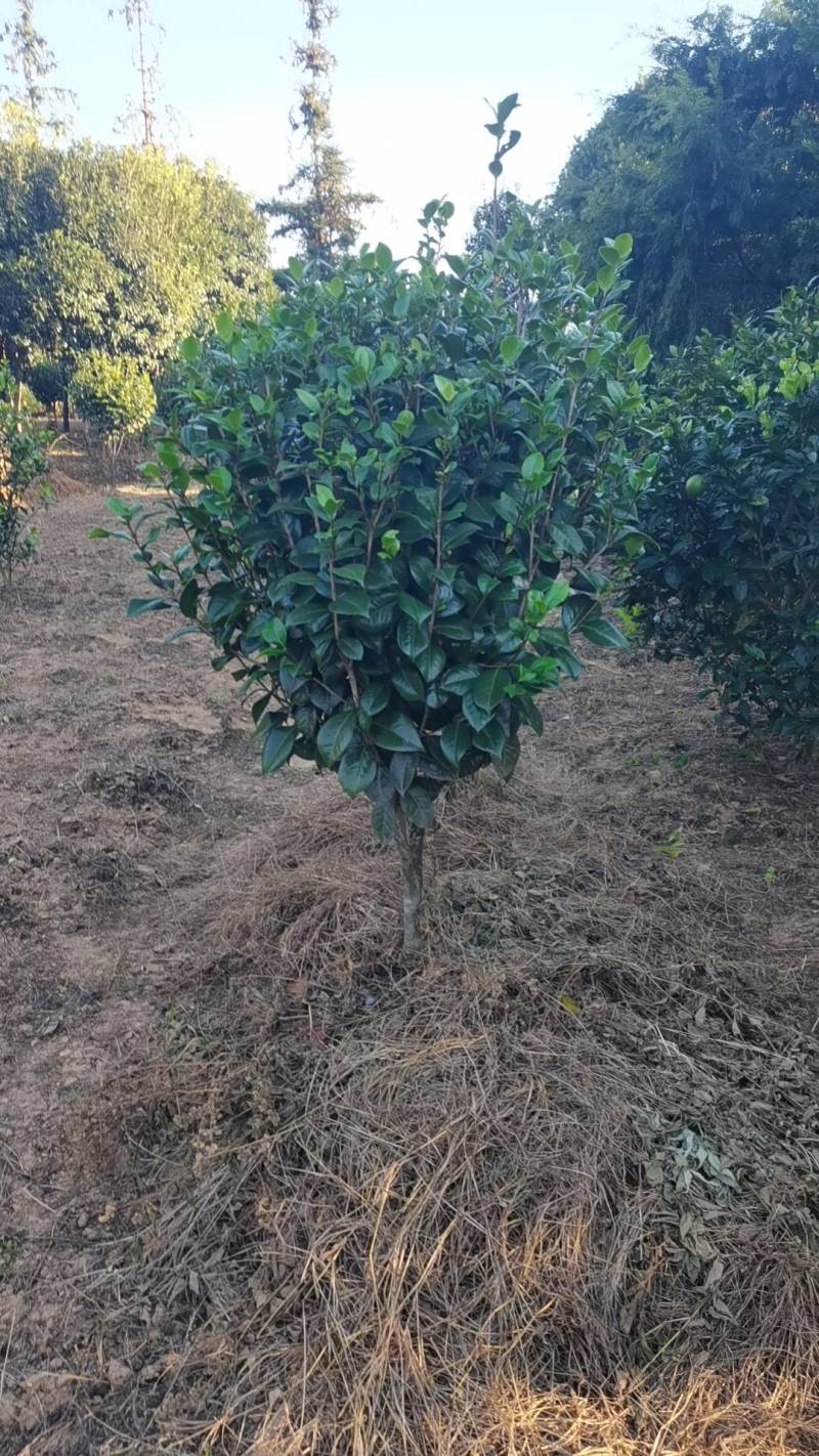 精品茶花树产地直发大量有货批发供应各种茶花