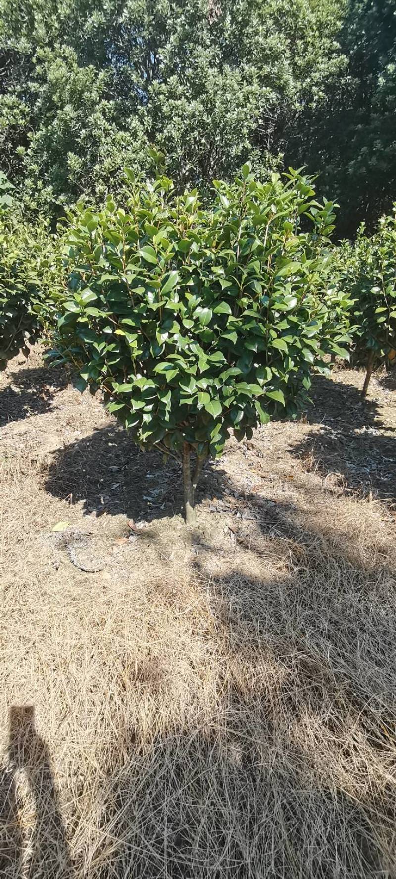 精品茶花树产地直发大量有货批发供应各种茶花