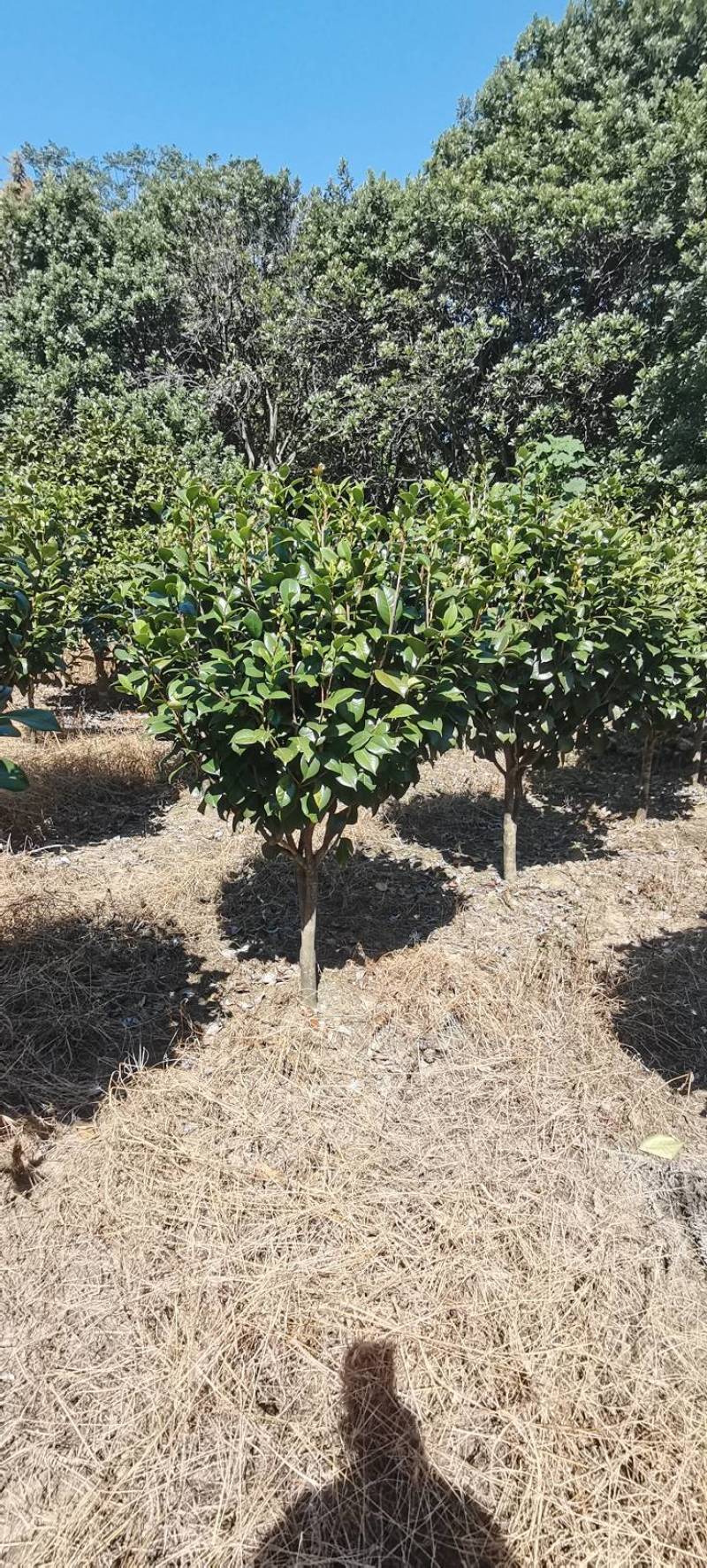精品茶花树产地直发大量有货批发供应各种茶花