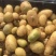 土豆种子微型薯