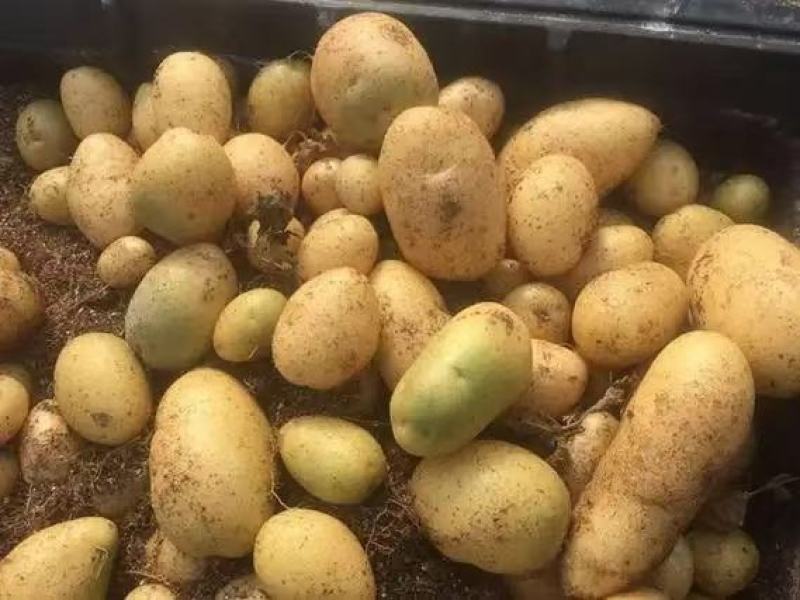 土豆种子微型薯